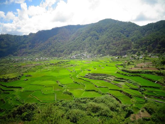 Reisterassen nahe Sagada