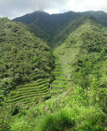 Reisterassen am Weg nach Batad, eine Tagestour weg (und seeeeeeeeeeeeeeehr steil und anstrengend...)