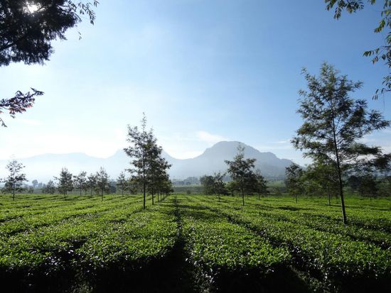 Malabar Tee Plantage - Tee so weit das Auge reicht, die größte Plantage Indonesiens
