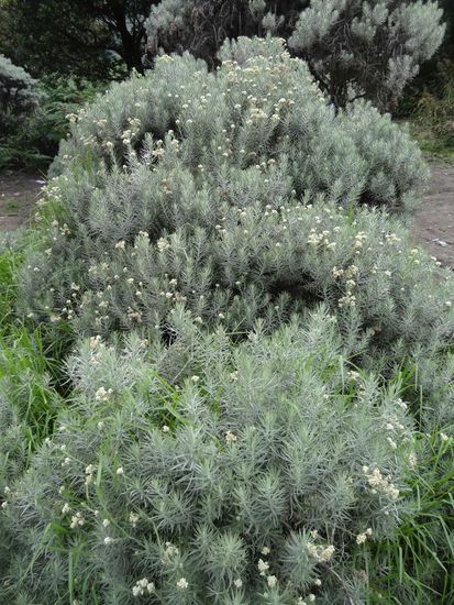 Das was man mir als Edelweiß verkaufen wollte  da mag ich die österreichische Version doch lieber!