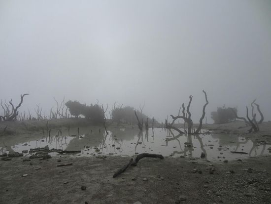 Im 'Dead Forest',  der nach dem letzten Ausbruch im Jahr 2002 entstand. Der Papandayan ist einer der aktivsten Vulkane Indonesiens