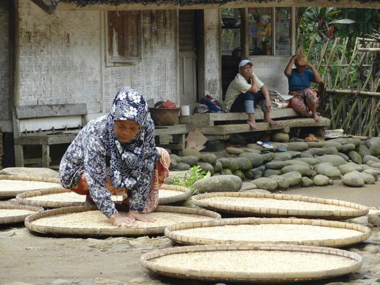 Hauptsächlich Reisanbau wird hier betrieben, hier liegt der Reis zum Trocknen aus, immer wieder muss ein gefiederter Dieb vertrieben werden