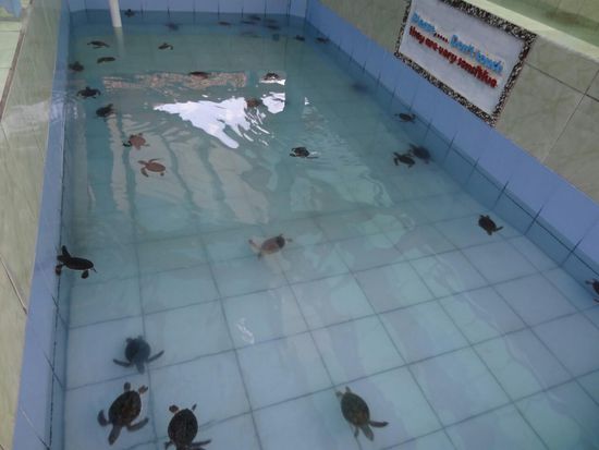 Turtle Conservation Center - hier noch der bessere Pool, leider hatten sie auch viele teils jaaaaahre alte Tiere for 'educational reason' in einem winzigen Pool mit gut 50cm tiefem Wasser...Nachdem ich diese Tiere erst vor Kurzem in freier Wildbahn beobachten durfte,  war das nicht nett anzusehen...