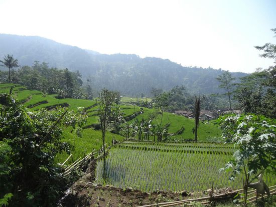 Wandern vorbei an Reisfeldern