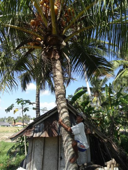 Da hat mir der Opa doch tatsächlich eine Kokosnuss frisch von der Palmen geholt...B-)