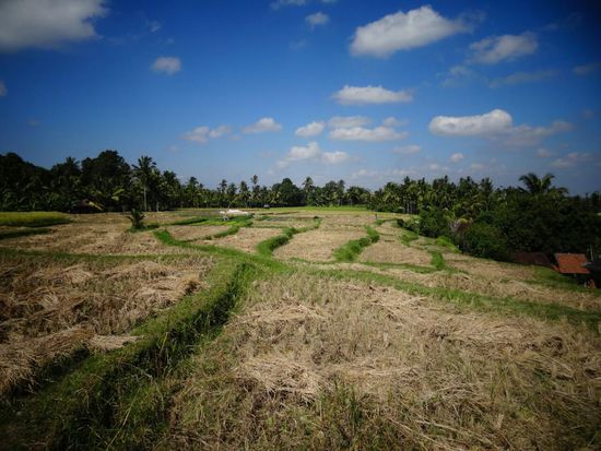 Abgeerntete Reisfelder