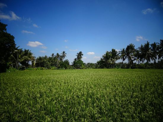 Reis soweit das Auge reicht...
