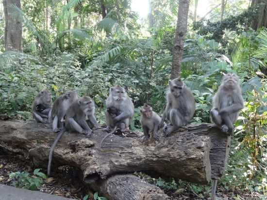 Im Monkey Forest, einer Tempelanlage, bei der aber vor allem die Affen die Attraktion sind..