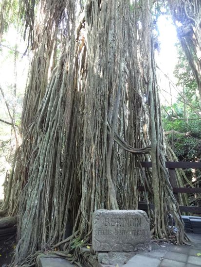 Für die Mama - so kann ein Ficus Benjaminus auch aussehen