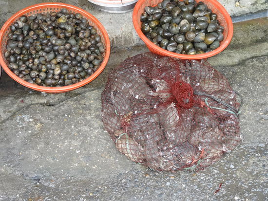 Frischer geht's nicht - Kröte gefällig?