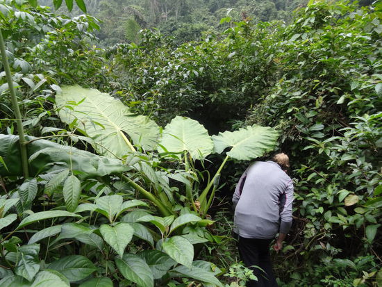 ...quer durch den Dschungel mit Riesenblättern...