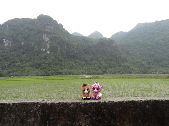 ...vorbei an Reisfeldern...