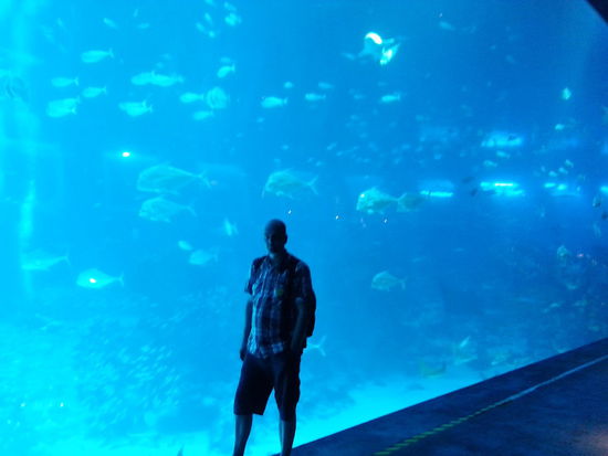 Das größte Aquarium der Welt(so heißt es zumindest)