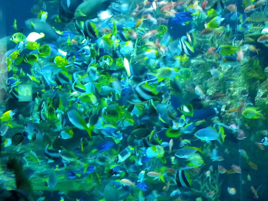 Fischsuppe
