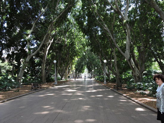 Große alte Bäume im Hyde-Park