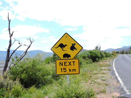 Vielleicht sehen wir ja heute mal eines von den Tieren...