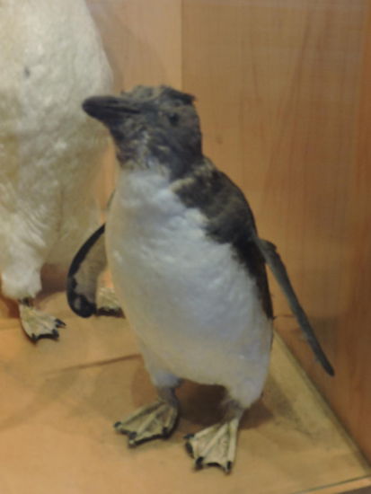 Pinguine leider nur im Schaukasten gesehen