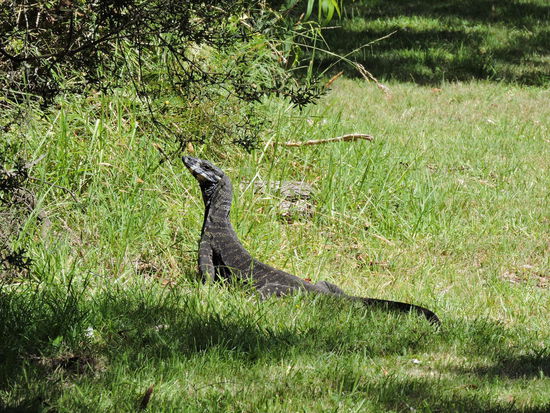 Welch ein Glück mit dem Leguan