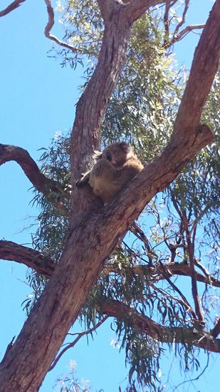 Koalas auf Raymond Island