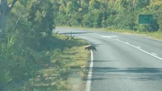 Ein Wombat unterwegs