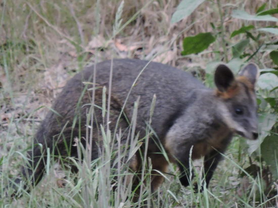 Endlich eine Känguruh aus der Nähe