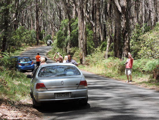 Viele Urlauber halten für einen Fotostop