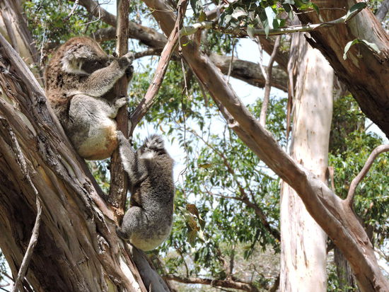 Koala mit Kind - welch ein Glück