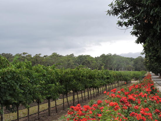 Wie schön - Wein mit Rosen kombiniert