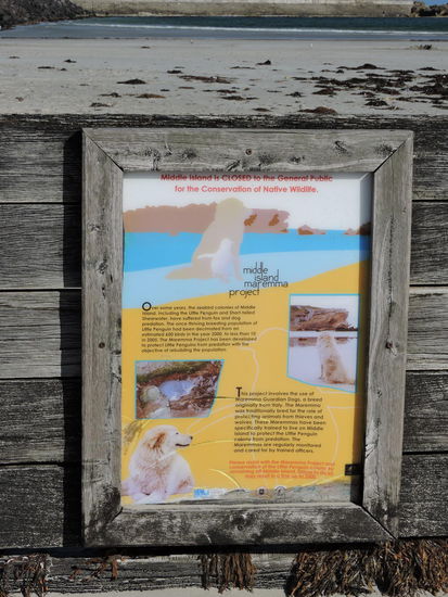 Pinguine werden von Hunden bewacht und beschützt