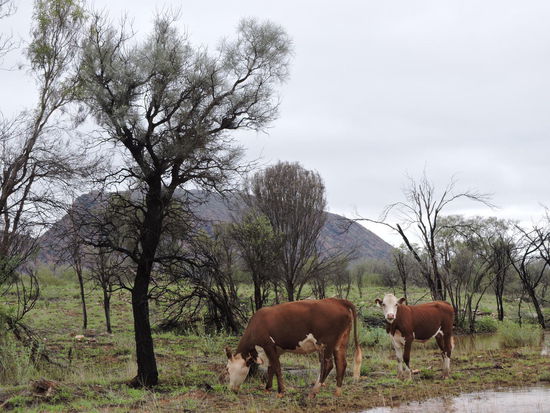 Hier muss man schon mal langsamer fahren