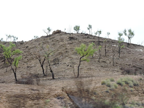 Spuren des Buschbrandes vor wenigen Wochen