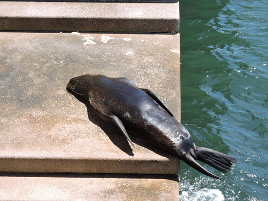 Ein neuseel. Seehund hat sich in den Hafen von Sydney verirrt.