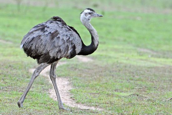 Ein "halbstarker" Nandu, der meist seiner Gruppe hinterrennt.