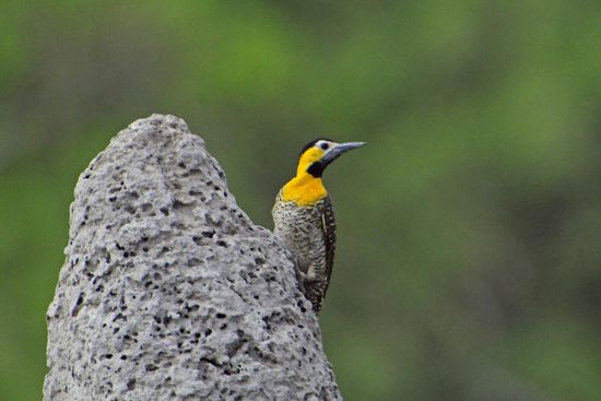 Dieser Feldspecht hat auf der Rückseite des Termitenhügels, auf dem er sitzt, seine Bruthöhle geschlagen.
