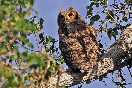 Neugierig äugt der Virginia-Uhu aus sicherer Höhe auf uns herunter.