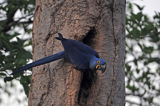Plötzlich ist er da, unmittelbar vor seiner Bruthöhle, der erste Hayzinthara unseres Lebens.