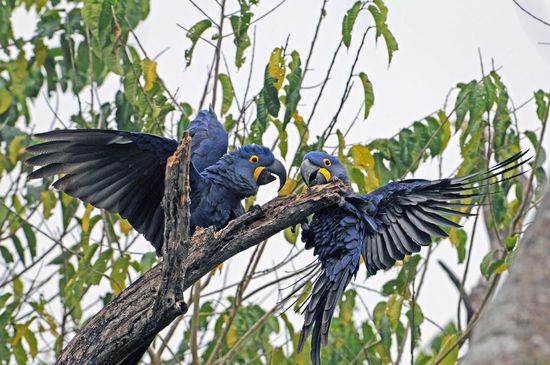 Dann taucht auch der Partner auf und das Paar lärmt und schmust.