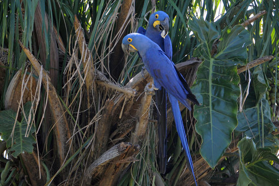 Wir treffen später an anderer Stelle, vgl. auch das nachfolgende Bild, nochmals diese kobaltblauen Aras an und sind wieder begeistert.