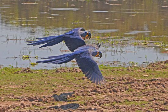 Wir haben die Hyazintharas genau so wie die später gezeigten Aras immer ausschließlich paarweise angetroffen.