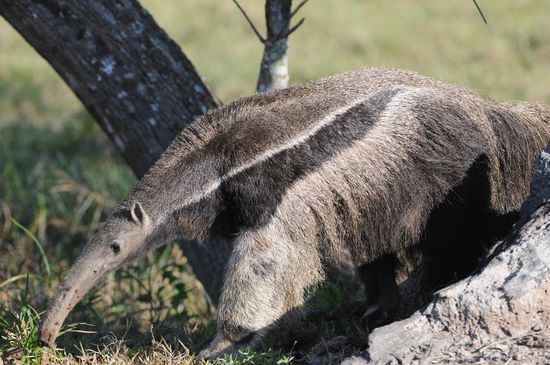 Beim genauen Betrachten kann man an der langen, röhrenförmigen Schnauze des Großen Ameisenbären noch etlichen Ameisen vom letzten Beutezug er- kennen.