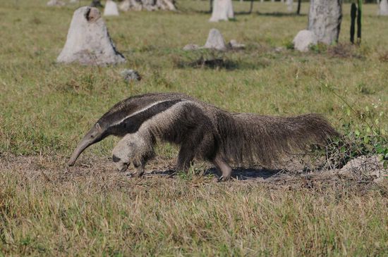 Großer Ameisenbär auf Futtersuche. Im Hintergrund ist ein teilweise "beschädigter" Termitenhügel zu erkennen. Vielleicht war der Ameisenbär der "Übeltäter".