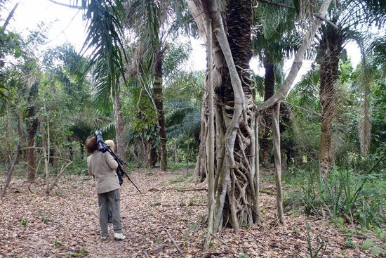 Meine Frau mit ihrem Arbeitsgerät bewundert eine Würgefeige.
