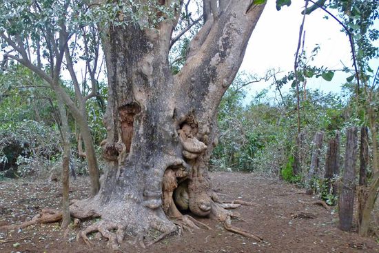 Baumveteran im Galeriewald.