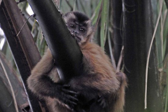 Der so nachdenklich schauende Primat ist noch ein junger Kapuzineraffe. Wir treffen im sündlichen Pantanal nochmals auf Kapuzineraffen und da gelingen uns weitere, bessere Bilder.