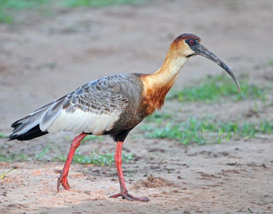 Ohne Scheu stapft ein Weißhalsibis an uns vorbei.