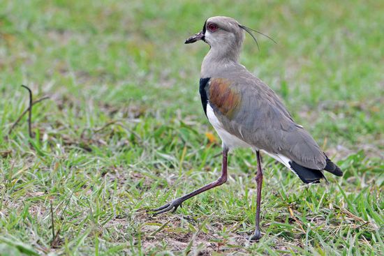Ein Bronzekiebitz übt den Stechschritt.