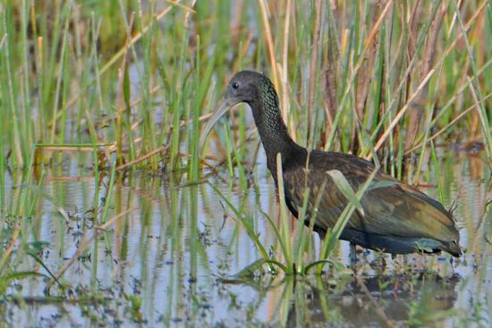 Grünibis im seichten Uferbereich.