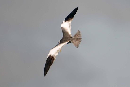 Eine Großschnabel-Seeschwalbe fliegt schreiend über uns weg.