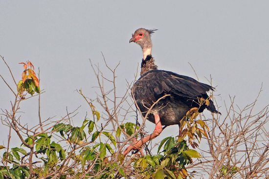 Ein Halsband-Wehrvogel schaut kritisch aus sicherer Höhe auf uns herunter.