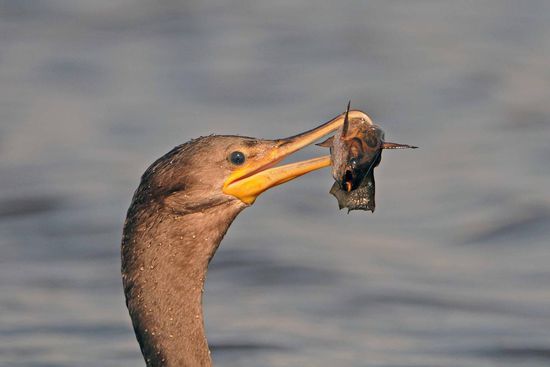 Im Zuge der bereits erwähnten Bootsfahrt auf einem der größeren Seen auf dem Pousadagelände stellt uns eine Olivenscharbe ihre Mahlzeit vor.